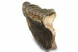 Fossil Woolly Mammoth Molar - Siberia #259993-3